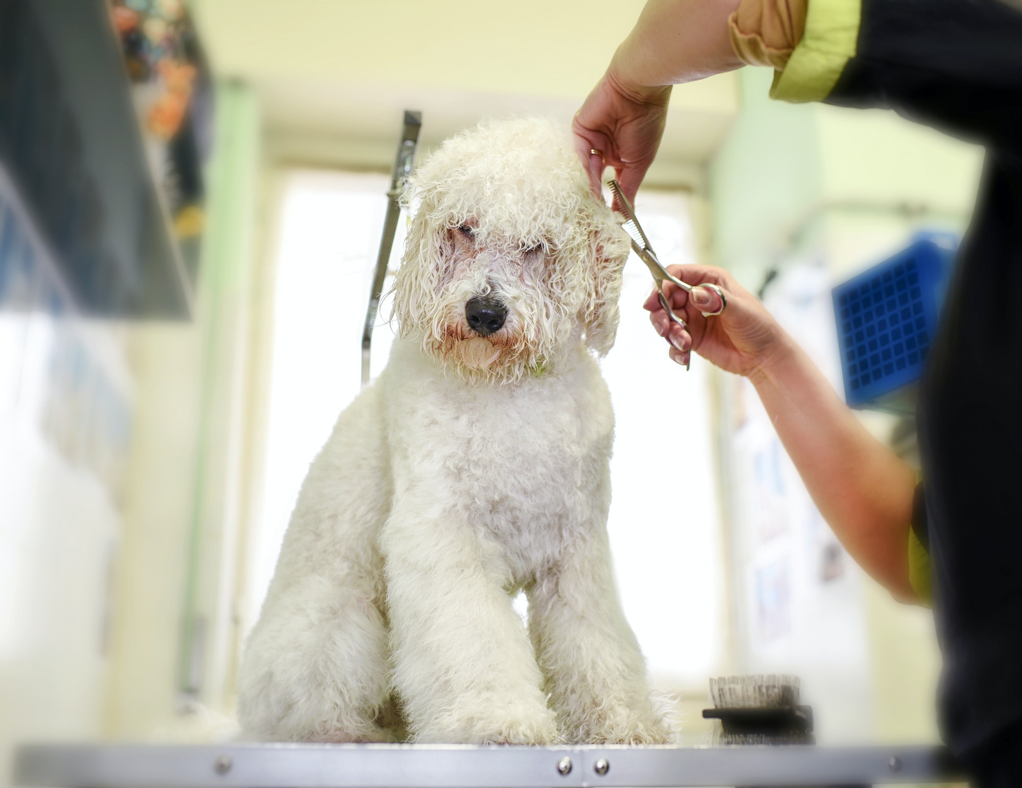 Groomer trimming the coat of a small white dog