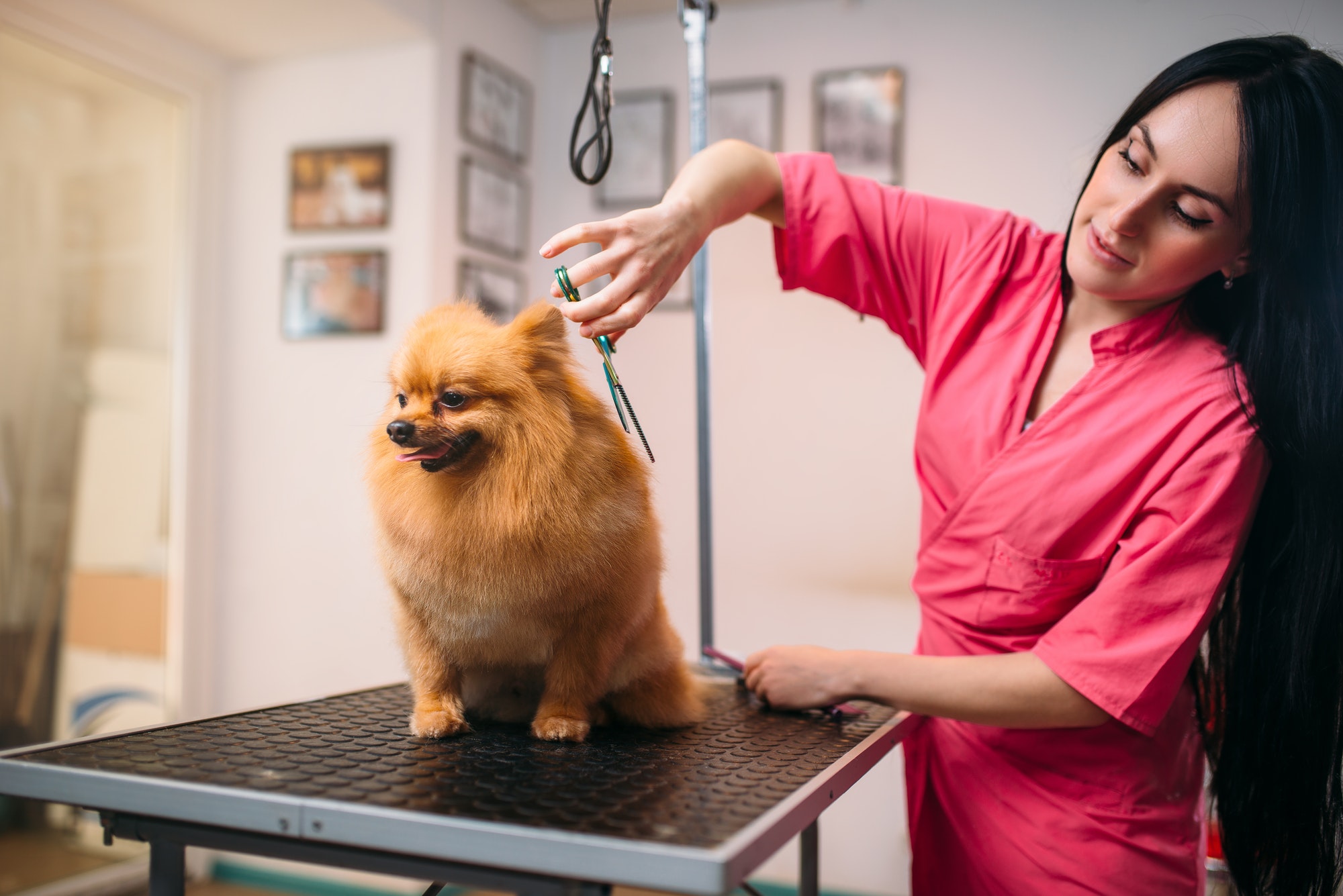 Pet groomer with scissors makes grooming dog